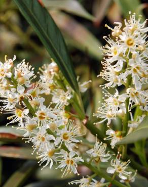 Fotografia 1 da espécie Prunus laurocerasus no Jardim Botânico UTAD