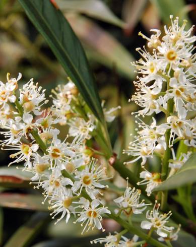 Fotografia de capa Prunus laurocerasus - do Jardim Botânico