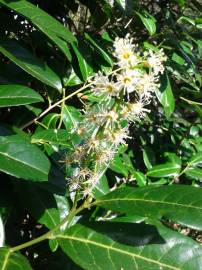 Fotografia da espécie Prunus laurocerasus