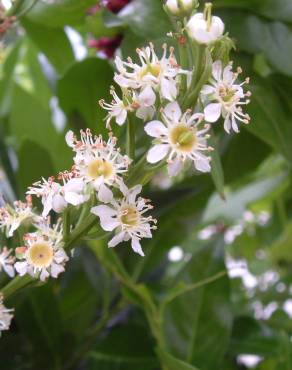 Fotografia 19 da espécie Prunus laurocerasus no Jardim Botânico UTAD