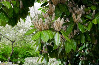 Fotografia da espécie Prunus laurocerasus