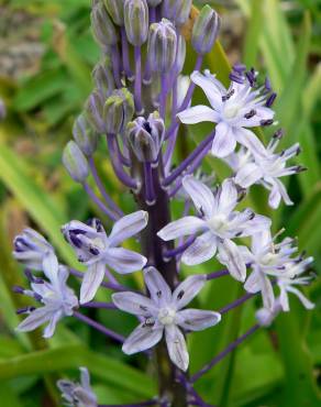 Fotografia 1 da espécie Scilla hyacinthoides no Jardim Botânico UTAD