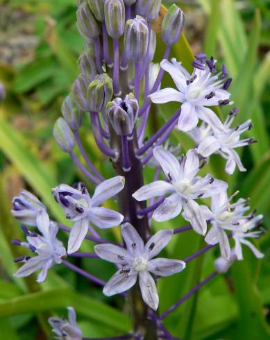 Fotografia de capa Scilla hyacinthoides - do Jardim Botânico