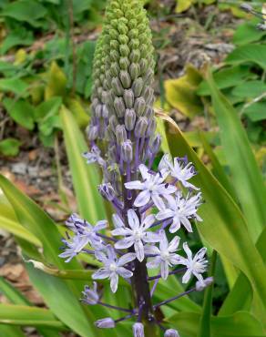 Fotografia 8 da espécie Scilla hyacinthoides no Jardim Botânico UTAD