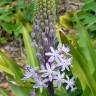 Fotografia 8 da espécie Scilla hyacinthoides do Jardim Botânico UTAD