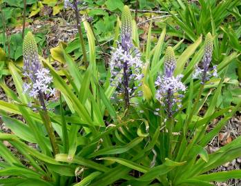 Fotografia da espécie Scilla hyacinthoides