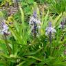 Fotografia 9 da espécie Scilla hyacinthoides do Jardim Botânico UTAD