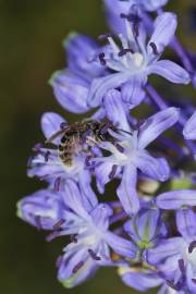 Fotografia da espécie Scilla hyacinthoides