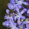 Fotografia 11 da espécie Scilla hyacinthoides do Jardim Botânico UTAD