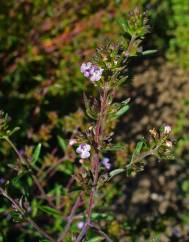 Satureja hortensis