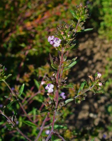 Fotografia de capa Satureja hortensis - do Jardim Botânico