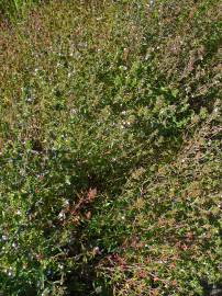 Fotografia da espécie Satureja hortensis