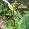 Fotografia 8 da espécie Rorippa palustris do Jardim Botânico UTAD