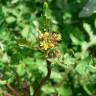Fotografia 9 da espécie Rorippa palustris do Jardim Botânico UTAD