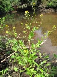 Fotografia da espécie Rorippa palustris