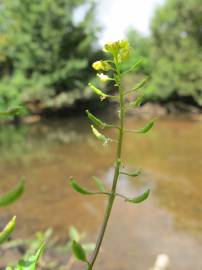 Fotografia da espécie Rorippa palustris