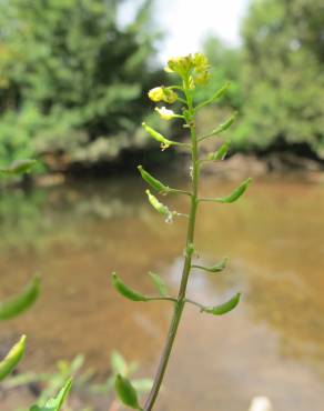 Fotografia 11 da espécie Rorippa palustris no Jardim Botânico UTAD