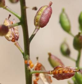 Fotografia da espécie Rorippa palustris