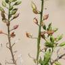 Fotografia 13 da espécie Rorippa palustris do Jardim Botânico UTAD