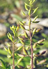 Fotografia da espécie Rorippa palustris