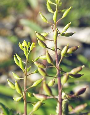 Fotografia 15 da espécie Rorippa palustris no Jardim Botânico UTAD