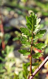 Fotografia da espécie Rorippa palustris