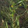Fotografia 17 da espécie Rorippa palustris do Jardim Botânico UTAD