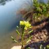 Fotografia 19 da espécie Rorippa palustris do Jardim Botânico UTAD