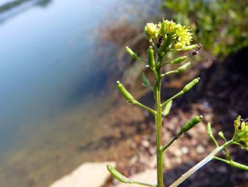 Fotografia da espécie Rorippa palustris