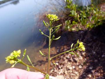 Fotografia da espécie Rorippa palustris