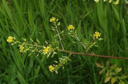 Fotografia da espécie Rorippa palustris