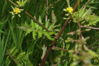 Fotografia da espécie Rorippa palustris