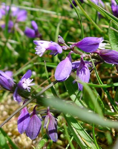 Fotografia de capa Polygala serpyllifolia - do Jardim Botânico