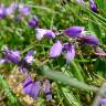 Fotografia 1 da espécie Polygala serpyllifolia do Jardim Botânico UTAD