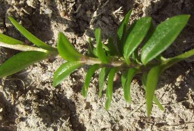 Fotografia da espécie Polygala serpyllifolia