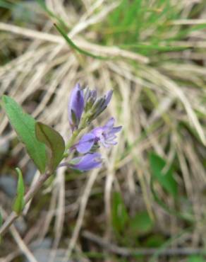 Fotografia 11 da espécie Polygala serpyllifolia no Jardim Botânico UTAD