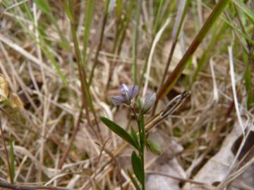 Fotografia da espécie Polygala serpyllifolia