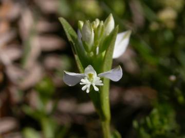 Fotografia da espécie Polygala serpyllifolia