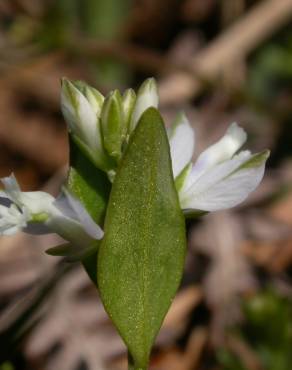 Fotografia 17 da espécie Polygala serpyllifolia no Jardim Botânico UTAD