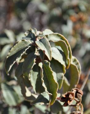 Fotografia 11 da espécie Cistus laurifolius no Jardim Botânico UTAD