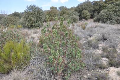 Fotografia da espécie Cistus laurifolius