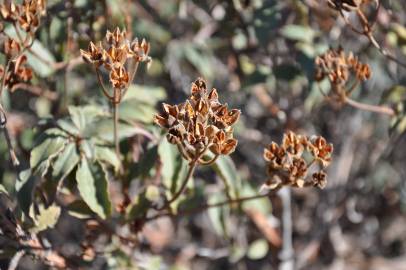 Fotografia da espécie Cistus laurifolius