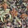 Fotografia 13 da espécie Cistus laurifolius do Jardim Botânico UTAD