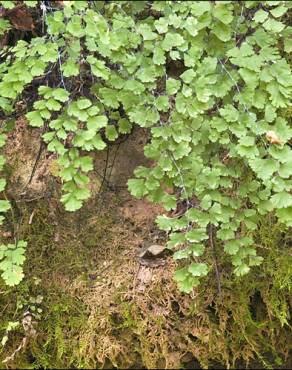 Fotografia 12 da espécie Adiantum capillus-veneris no Jardim Botânico UTAD