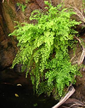 Fotografia 13 da espécie Adiantum capillus-veneris no Jardim Botânico UTAD