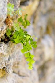 Fotografia da espécie Adiantum capillus-veneris