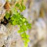 Fotografia 14 da espécie Adiantum capillus-veneris do Jardim Botânico UTAD