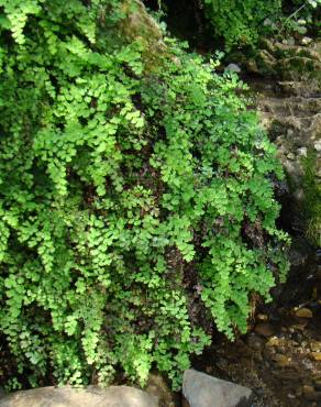 Fotografia 16 da espécie Adiantum capillus-veneris no Jardim Botânico UTAD