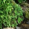 Fotografia 16 da espécie Adiantum capillus-veneris do Jardim Botânico UTAD