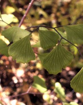 Fotografia 17 da espécie Adiantum capillus-veneris no Jardim Botânico UTAD